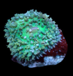 Rhodactis osculifera (Green) (1 ear) NZ