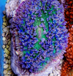 Rhodactis osculifera (Ultra) (1 ear) NZ