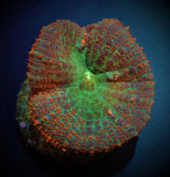 Rhodactis spp. (Orange) (1 ear) NZ