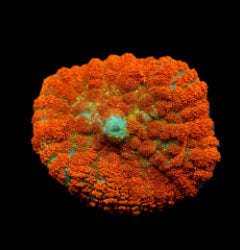 Rhodactis spp. (Orange) (Ultra) (1 ear) NZ