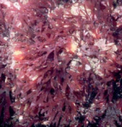 Rhodymenia spp.