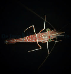 Rhynchocinetes durbanensis