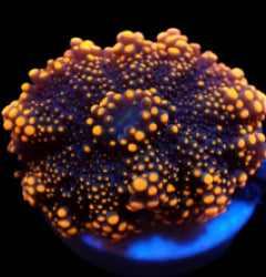 Ricordea yuma (Orange) (1 ear) NZ