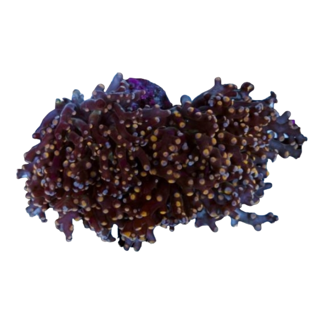 Euphyllia paradivisa 7572 WYSIWYG