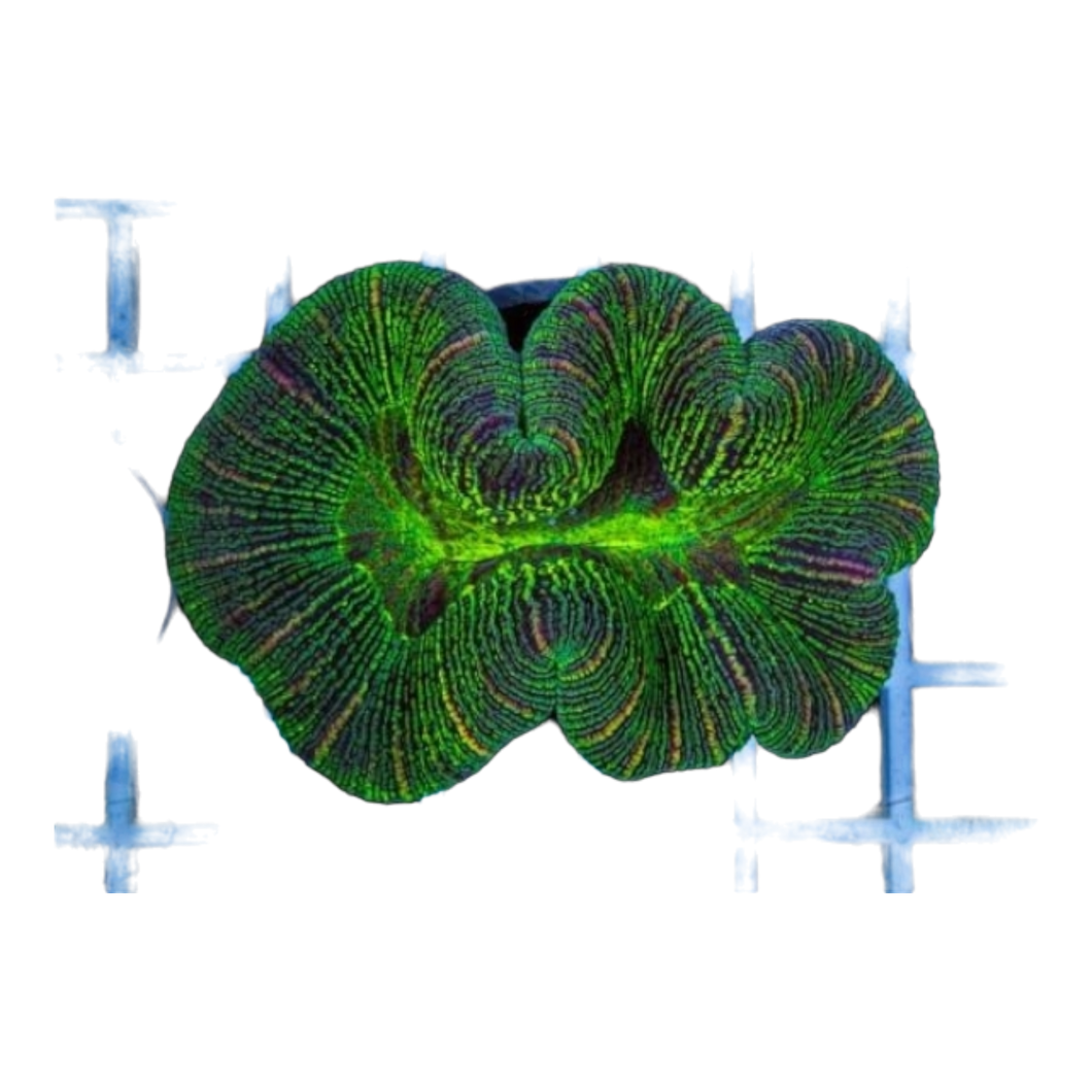 Trachyphyllia geoffroyi 7538 WYSIWYG