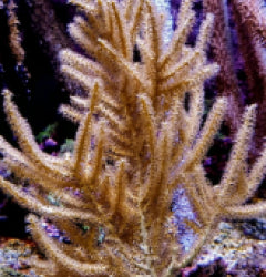Rumphella spp.