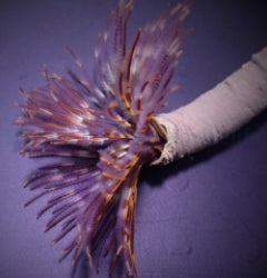 Sabellastarte spp. (Purple)