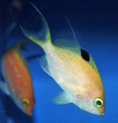 Sacura margaritacae (female) x
