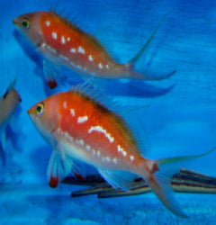 Sacura margaritacae (male) x