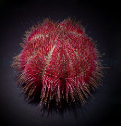 Salmacis bicolor