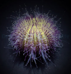 Salmacis spp.