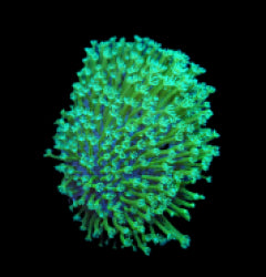 Sarcophyton spp. (frag) NZ
