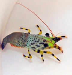Saron inermis (Female)