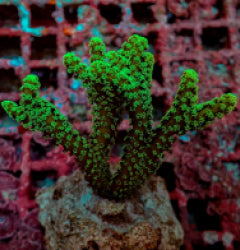 Seriatopora caliendrum (Green) (frag) NZ