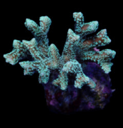 Seriatopora guttatus (Green)