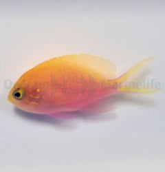 Serranocirrhitus latus X