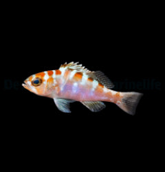 Serranus tortugarum - T.B.