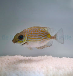 Siganus lineatus - T.B.
