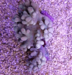 Sinularia spp. (frag) NZ