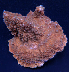 Acropora solitaryensis