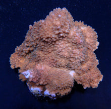 Lade das Bild in den Galerie-Viewer, Acropora solitaryensis

