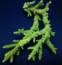 Lade das Bild in den Galerie-Viewer, Acropora solitaryensis (Green Hairy Monster)
