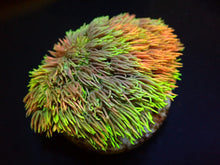 Lade das Bild in den Galerie-Viewer, Goniopora spp. (Special Selected) (frag)
