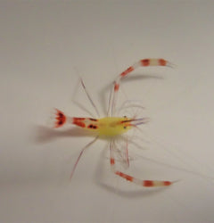 Stenopus cyanoscelis