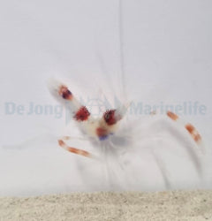 Stenopus hispidus