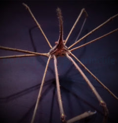 Stenorynchus seticornis
