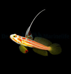 Stonogobiops yasha - T.B.