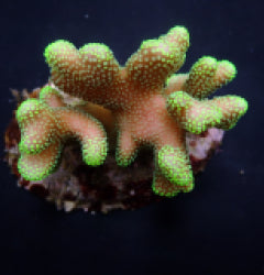 Stylophora pistillata (Green polyp)