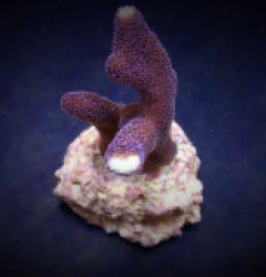 Stylophora pistillata (Milka) (frag) NZ