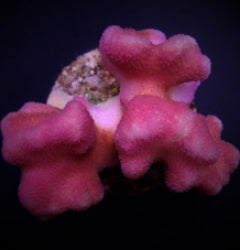 Stylophora pistillata (Pink)