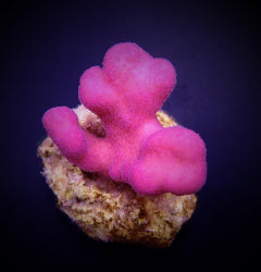 Stylophora pistillata (Pink) (Tonga) (frag) NZ