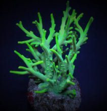 Lade das Bild in den Galerie-Viewer, Acropora suharsonoi
