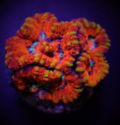 Symphyllia (Australophyllia) wilsoni (Ultra) (frag) NZ