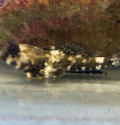 Synchiropus ocellatus - T.B.