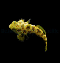 Pterosynchiropus picturatus - T.B.