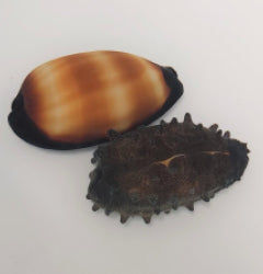 Talparia talpa
