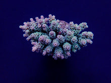 Lade das Bild in den Galerie-Viewer, Acropora tenuis (Greenish)
