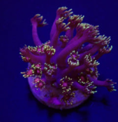 Goniopora spp. (Tequila Sunrise) (Grade B) (frag) NZ