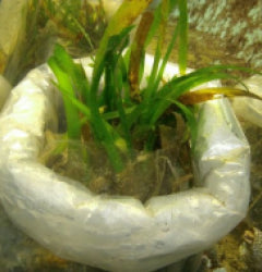 Thalassia spp.