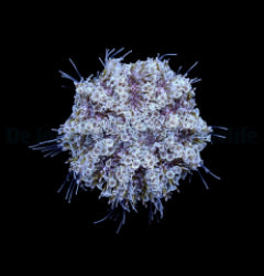 Toxopneustes pileolus
