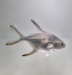 Trachinotus goodei - T.B.