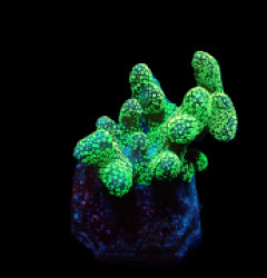 Stylophora pistillata (Green polyp) (frag) NZ
