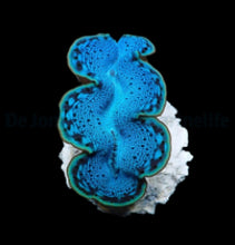 Lade das Bild in den Galerie-Viewer, Tridacna maxima (Blue)
