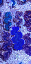 Lade das Bild in den Galerie-Viewer, Tridacna maxima (Blue)
