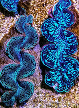 Lade das Bild in den Galerie-Viewer, Tridacna maxima (Blue)
