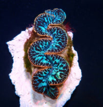 Lade das Bild in den Galerie-Viewer, Tridacna maxima (Blue) (Ultra) (Pacific)
